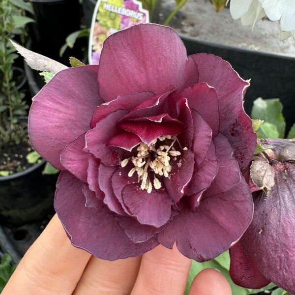 Helleborus 'Double' Hybrid 2L - Image 3