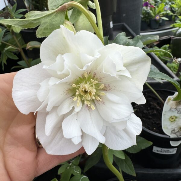 Helleborus 'Double' Hybrid 2L - Image 4