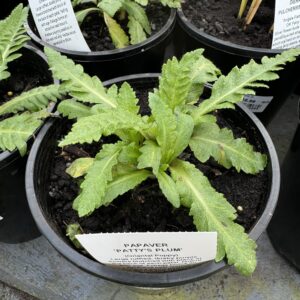 Papavar 'Pattys Plum' 2L