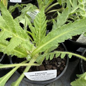 Papavar 'Empress of India' 2L