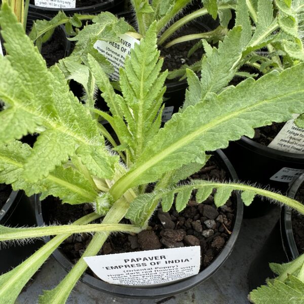 Papavar 'Empress of India' 2L