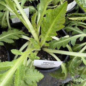 Papaver 'Coral Reef' 2L