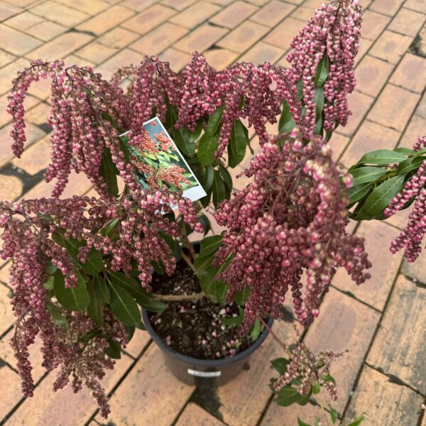 Pieris 'Valley Valentine'-2.5L