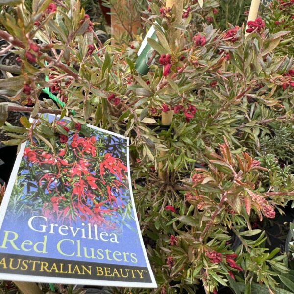 Grevillea 'Red Clusters' - Image 2