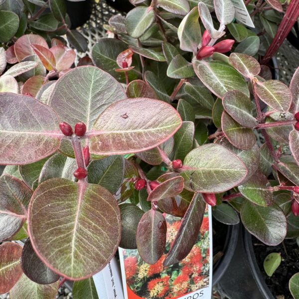 Metrosideros 'Tahiti'