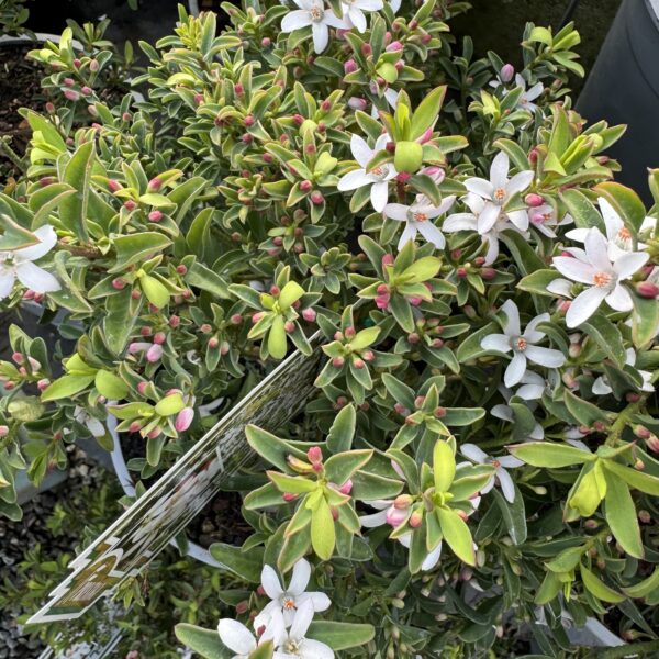 Eriostemon myoporoides 'Bournda Beauty'