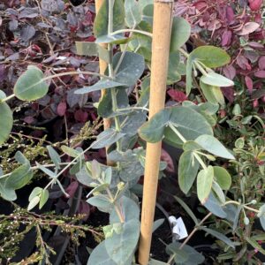 Eucalyptus 'Baby Blue' 2L