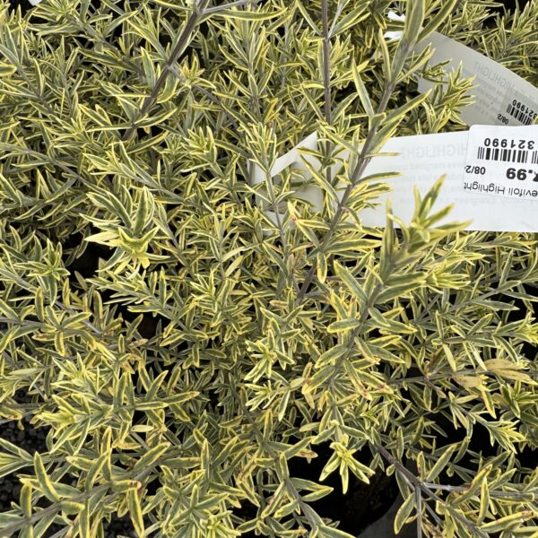 Westringia Brevifoli 'Highlight' PB8