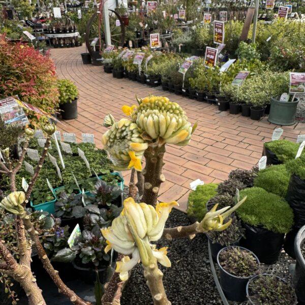 Edgeworthia chrysantha Oriental Paper Bush;