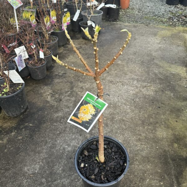 Edgeworthia chrysantha Oriental Paper Bush; - Image 2