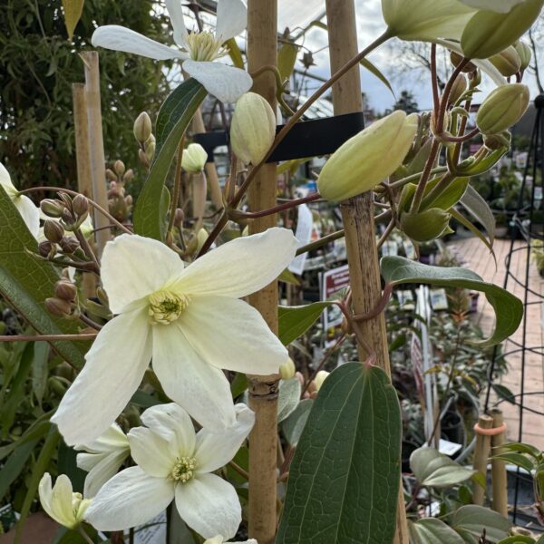 Clematis 'armandii' - Image 2