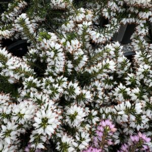 Erica 'Whitehall'