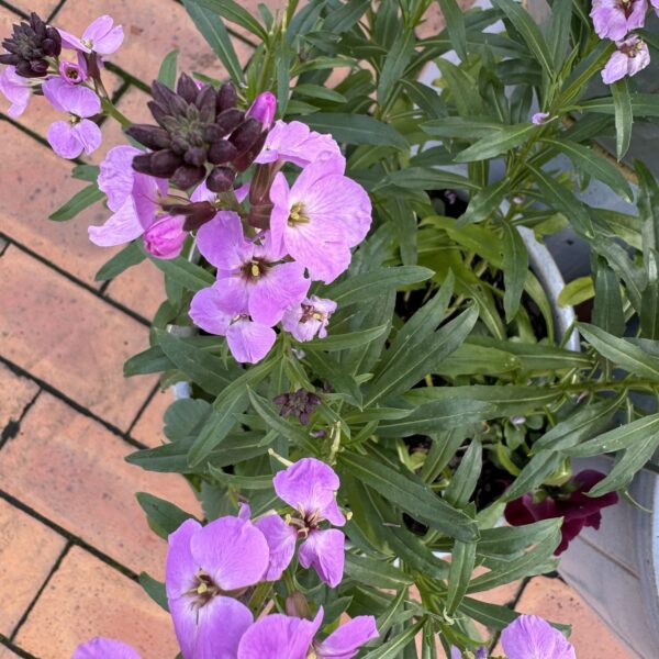 Erysimum 'Lilac Joy' 14cm