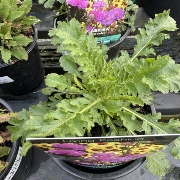 Scabiosa 'Vivid Violet' 14cm