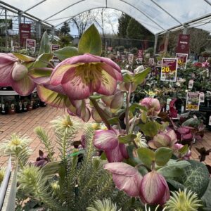 Helleborus 'Sophies Delight' 2L