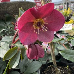 Helleborus 'Ice N Roses Red' 2.4L