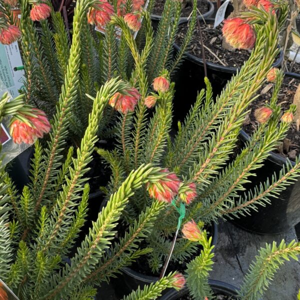 Erica 'Red Hairy Heath' 2L - Image 3