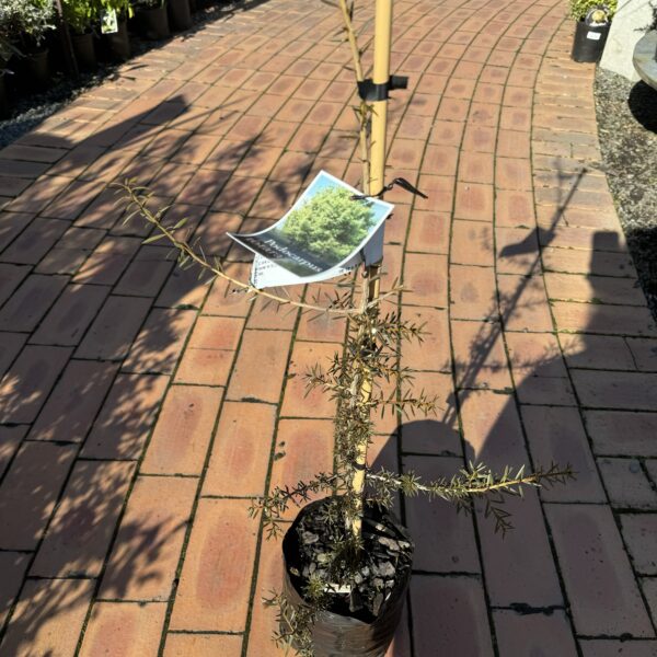 Podocarpus Totara 2L