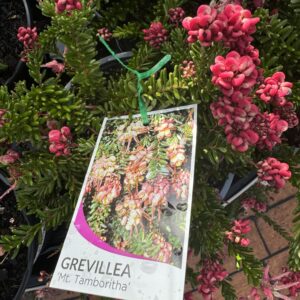 Grevillea 'Mt Tamboritha' 2.5L