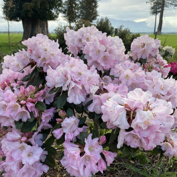 Rhododendron 'Bronze Wing' 7.5