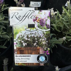 Lavender 'Blushberry Ruffle'