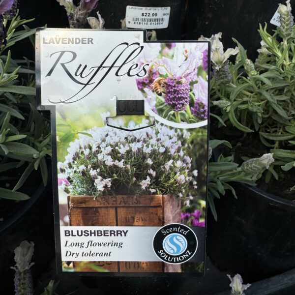Lavender 'Blushberry Ruffle'