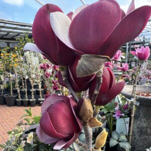 Magnolia 'Sentry' 9L