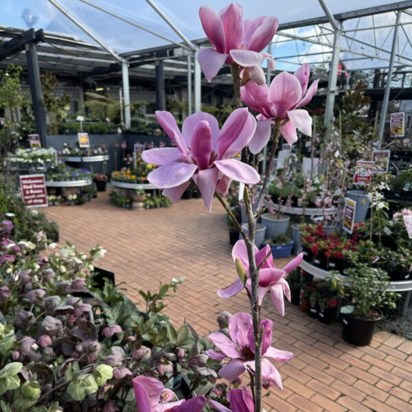 Magnolia 'Royal Purple' pb28