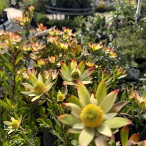 Leucadendron 'Jenny Barke'r 2L