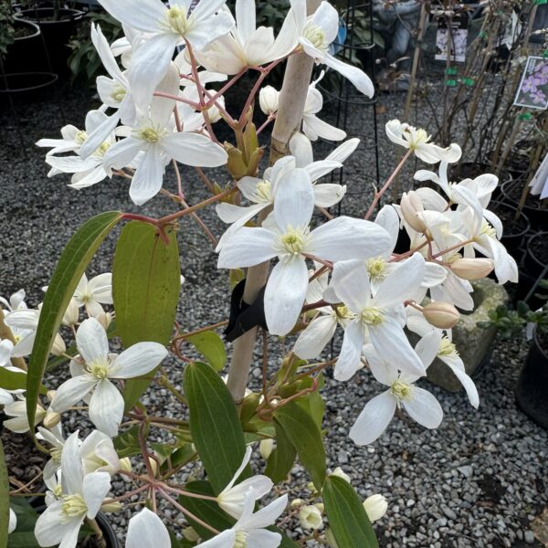 Clematis 'armandii'