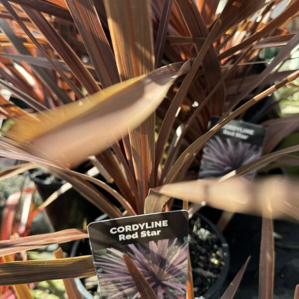 Cordyline 'Red Star' 2.5l