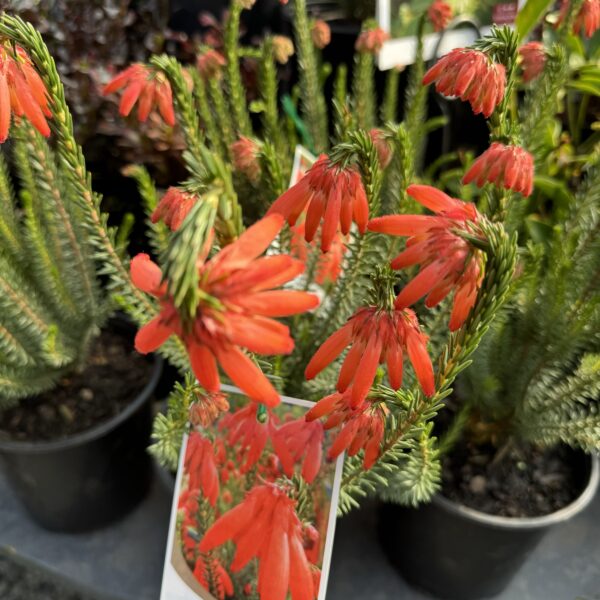 Erica 'Red Hairy Heath' 2L