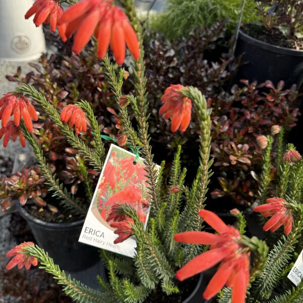 Erica 'Red Hairy Heath' 2L - Image 2