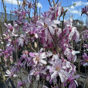 Magnolia Leonard Messel pb28