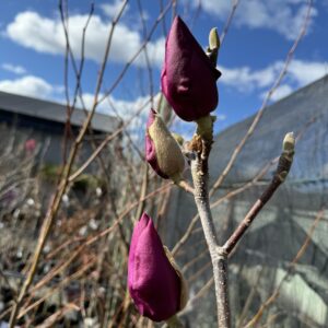 Magnolia  'Cleopatra' pb28