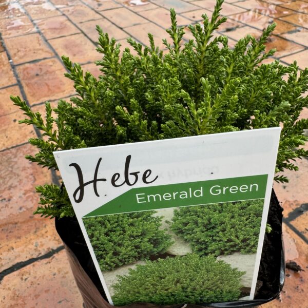 Hebe 'Emerald Green' 2L