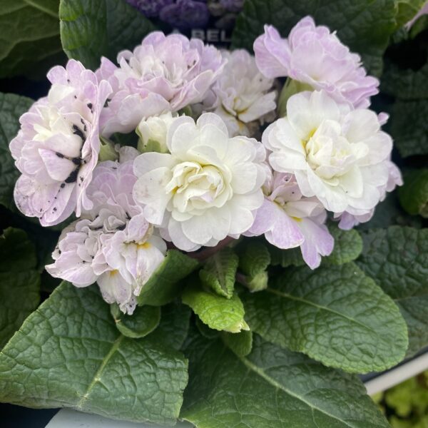 Primula 'Belarina 'Pink Ice'