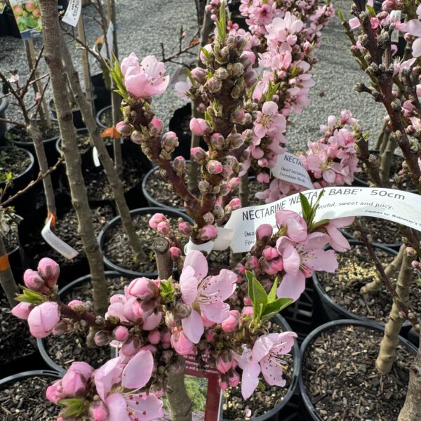 Nectarine Dwarf 'Nectar Babe'  50cm