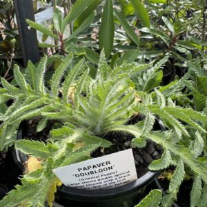 Papavar 'Dubloon' 2L