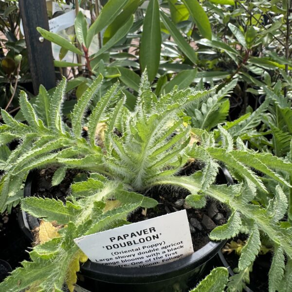 Papaver 'Dubloon' 2L