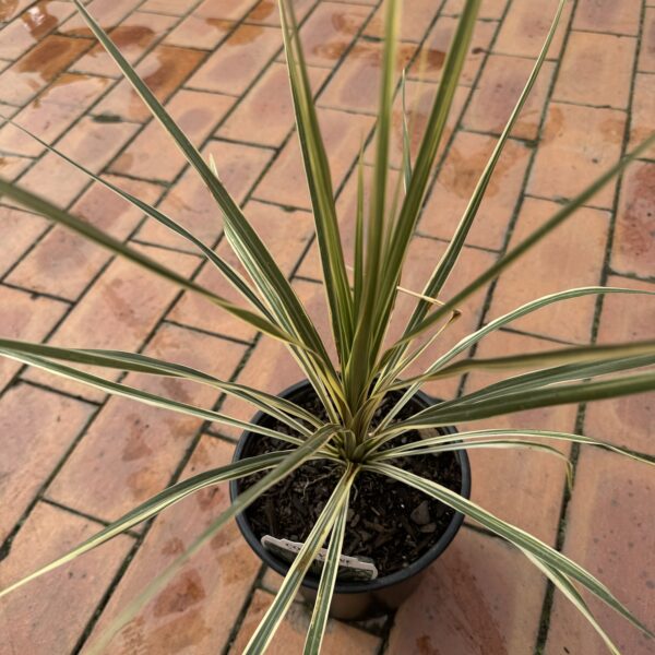 Cordyline 'Albertii'