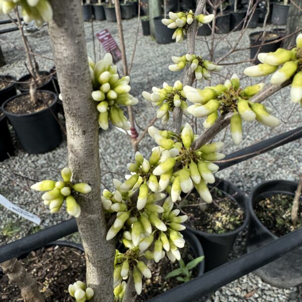 Cercis chinensis 'Spring Snow'-Chinese Redbud pb18
