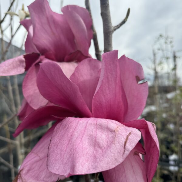 Magnolia 'Felix Jury' pb28