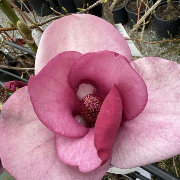 Magnolia 'Cameo' pb28 - Image 3