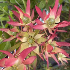 Leucadendron 'Jack Harre' 3.5L