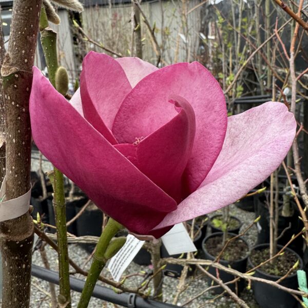 Magnolia 'Cameo' pb28 - Image 4