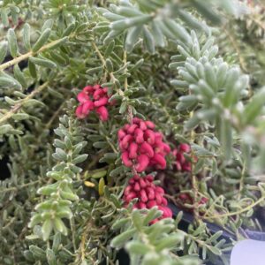 Grevillea 'Drummer Boy' 2L