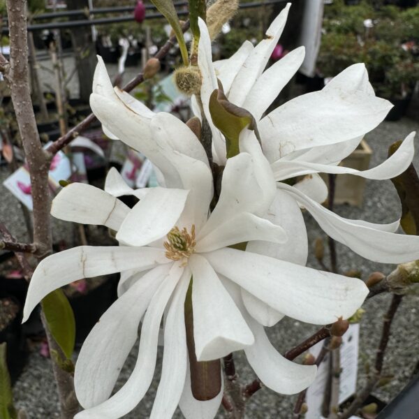Magnolia stellata ‘Royal Star’- Star Magnolia Tree