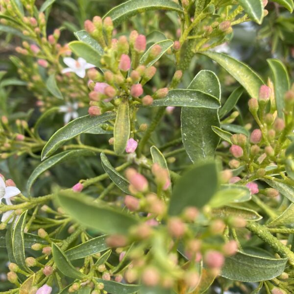 Eriostemon myoporoides 'Bournda Beauty' - Image 3