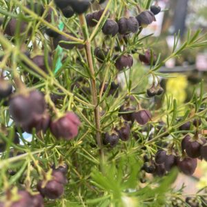 Boronia 'Megastigma' 2L